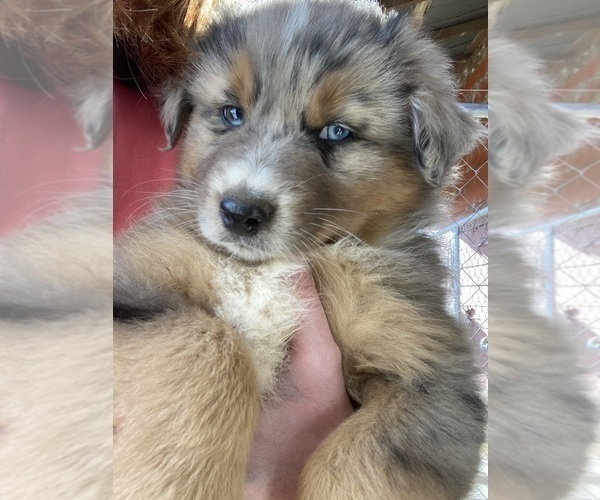 Medium Photo #5 Australian Shepherd Puppy For Sale in SAINT MATTHEWS, SC, USA