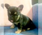 Small #4 French Bulldog
