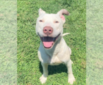 Small #7 American Pit Bull Terrier Mix