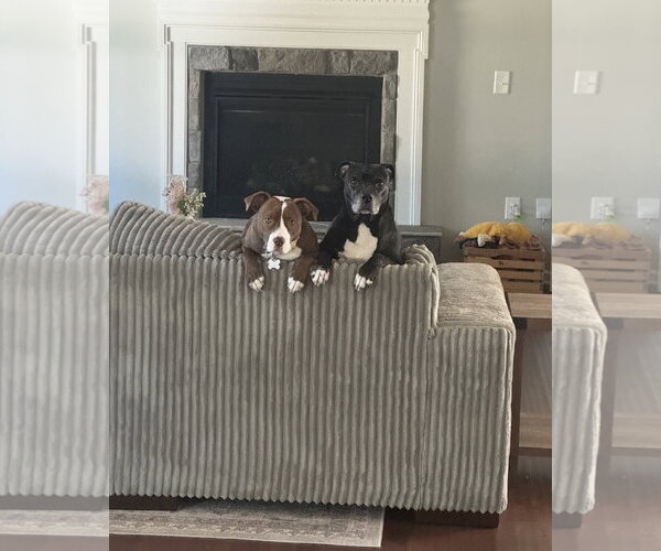 Medium Photo #10 Mutt Puppy For Sale in Holly Springs, NC, USA