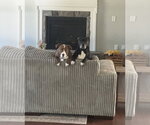 Small #9 Mutt
