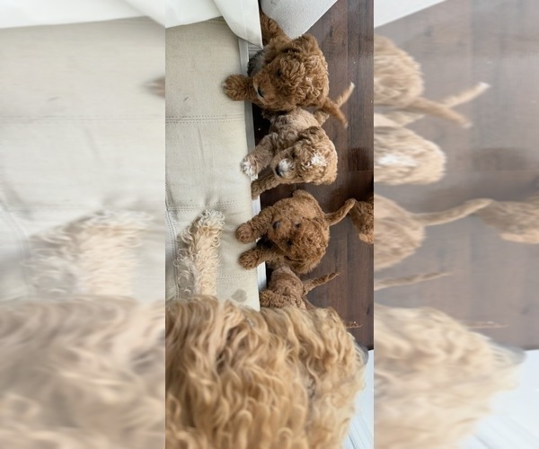 Medium Photo #13 Labradoodle Puppy For Sale in THOUSAND OAKS, CA, USA
