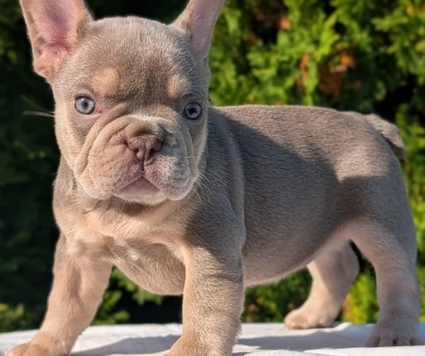 Medium Photo #43 French Bulldog Puppy For Sale in GOSHEN, IN, USA