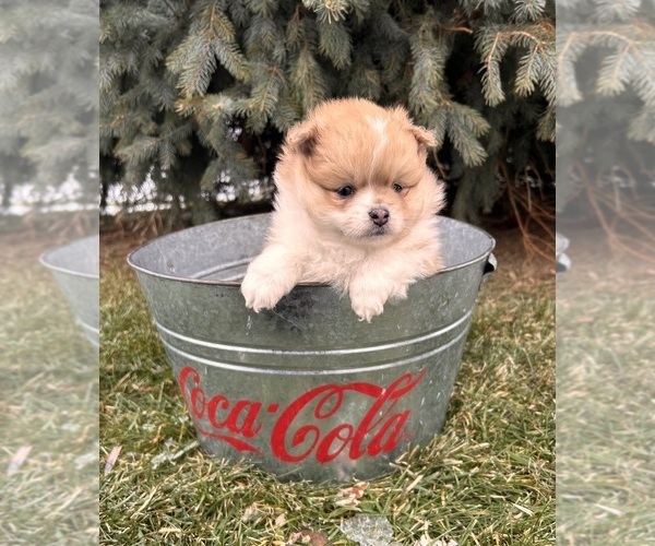 Medium Photo #4 Pomeranian Puppy For Sale in MIDDLEBURY, IN, USA