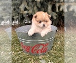 Small #3 Pomeranian