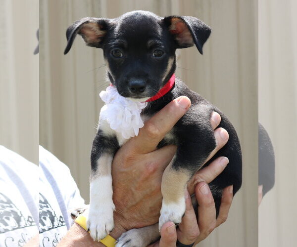 Medium Photo #2 Chiweenie Puppy For Sale in Bandera, TX, USA