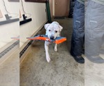 Small #2 Mutt