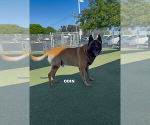Mutt Dogs for adoption in Woodland Hills, CA, USA