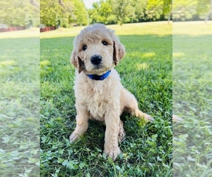 -Goldendoodle Mix Puppy for sale in SPRINGFIELD, MO, USA