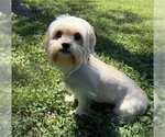 Small Shih Tzu Mix