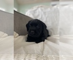 Small #1 Labrador Retriever