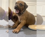 Small Photo #10 Rhodesian Ridgeback Puppy For Sale in KELLER, TX, USA