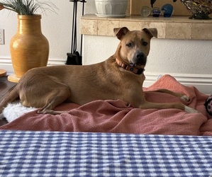 Mutt-Rhodesian Ridgeback Mix Puppy for sale in REDONDO BEACH, CA, USA