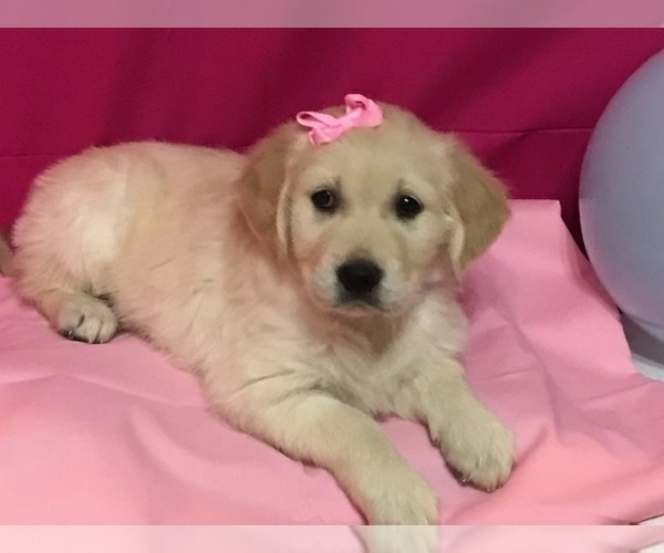 Medium Photo #15 Golden Retriever Puppy For Sale in WEBSTER CITY, IA, USA