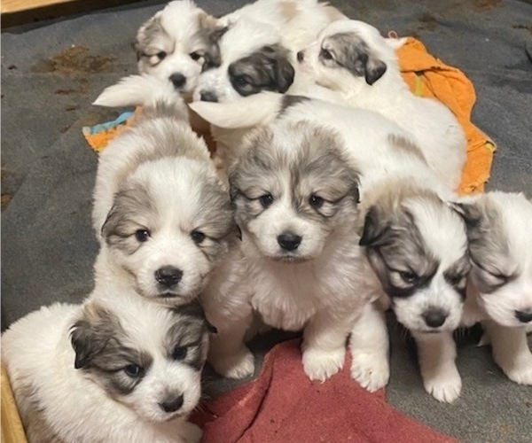 Medium Photo #2 Great Pyrenees Puppy For Sale in SILER CITY, NC, USA