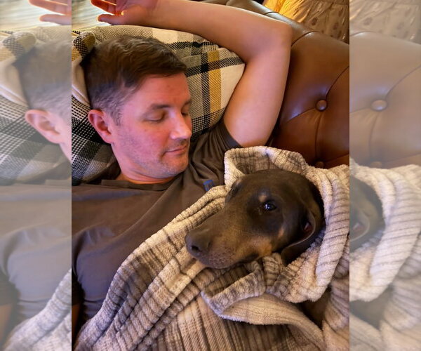 Medium Photo #12 Doberman Pinscher Puppy For Sale in Buffalo, MN, USA