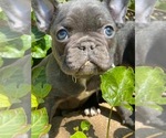 Small Photo #23 French Bulldog Puppy For Sale in HOPKINSVILLE, KY, USA