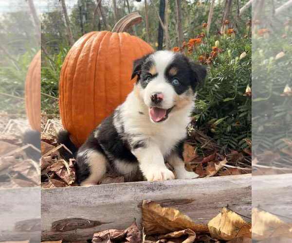 Medium Photo #1 Miniature Australian Shepherd Puppy For Sale in GLENWOOD, IN, USA