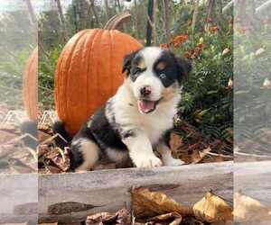 Medium Miniature Australian Shepherd