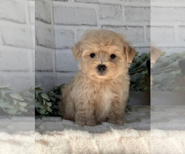 Medium Photo #4 Maltipoo Puppy For Sale in MIAMI BEACH, FL, USA