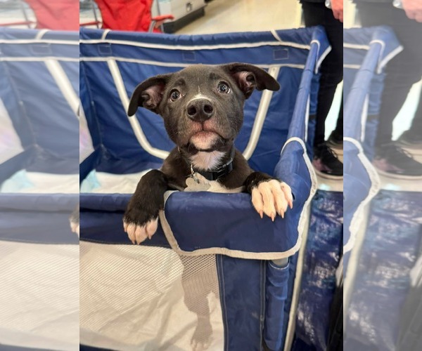 Medium Photo #1 American Staffordshire Terrier-Unknown Mix Puppy For Sale in Holly Springs, NC, USA