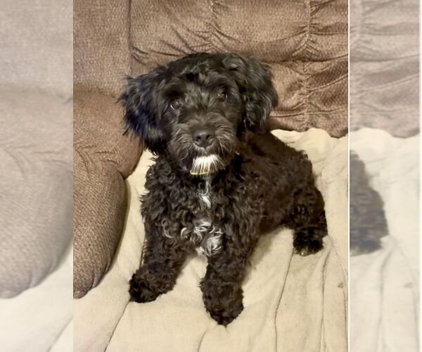 Medium Photo #1 Colonial Cocker Spaniel-Unknown Mix Puppy For Sale in Staten Island, NY, USA