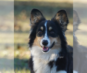 Pembroke Welsh Corgi Puppy for sale in CRESTVIEW, FL, USA