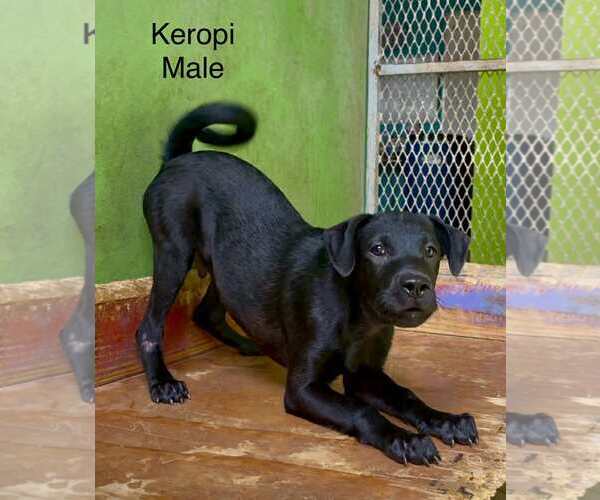 Medium Photo #11 Labrador Retriever-Unknown Mix Puppy For Sale in Virginia Beach, VA, USA