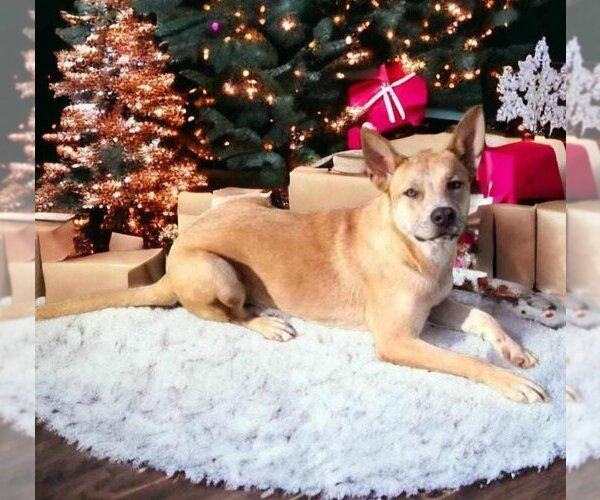 Medium Photo #9 Akita-Unknown Mix Puppy For Sale in Rockwall, TX, USA