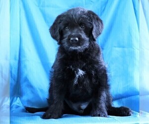 Miniature Labradoodle Puppy for sale in FREDERICKSBG, OH, USA