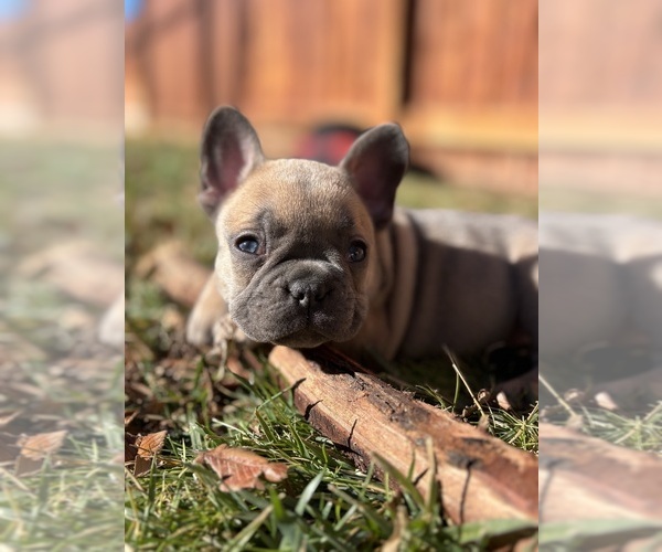 Medium Photo #5 French Bulldog Puppy For Sale in NORTH LAS VEGAS, NV, USA