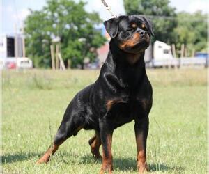 Mother of the Rottweiler puppies born on 02/26/2021