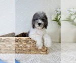 Small #4 Cavapoo