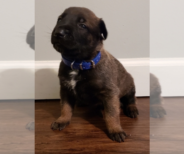 Medium Photo #1 Belgian Malinois Puppy For Sale in BERRY, AL, USA