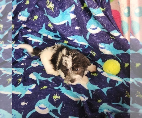 Medium Photo #2 Shorkie Tzu-Zuchon Mix Puppy For Sale in COWARD, SC, USA