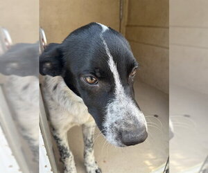 Mutt Dogs for adoption in Oklahoma City, OK, USA