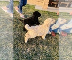 Small Photo #1 Labradoodle Puppy For Sale in AMARILLO, TX, USA
