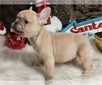 Small Photo #10 French Bulldog Puppy For Sale in MIAMI, FL, USA