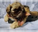 Small Photo #3 Shih Tzu Puppy For Sale in GREENVILLE, SC, USA