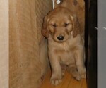 Puppy Toffee Golden Retriever