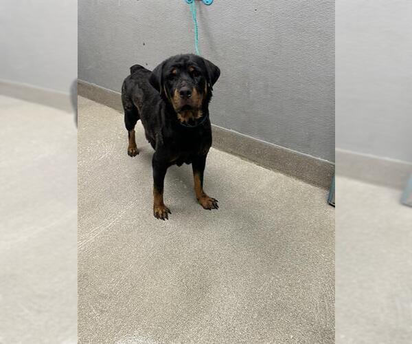 Medium Photo #1 Rottweiler-Unknown Mix Puppy For Sale in Las Vegas, NV, USA