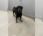 Small Rottweiler Mix