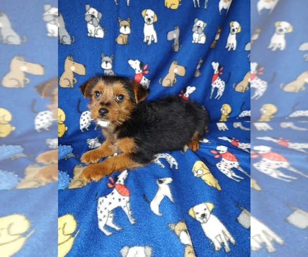 Medium Photo #7 Yorkshire Terrier Puppy For Sale in LAPEER, MI, USA