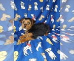 Small #6 Yorkshire Terrier
