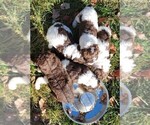 Small #5 Poodle (Standard)
