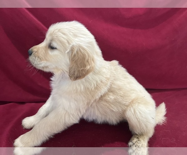 Medium Photo #7 Golden Retriever Puppy For Sale in DETROIT, MI, USA