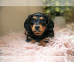 Small #1 Dachshund