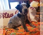 Small Photo #10 Australian Cattle Dog Puppy For Sale in BRIGGSDALE, CO, USA