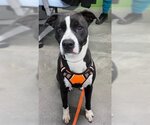 Small #2 American Staffordshire Terrier-Border Collie Mix