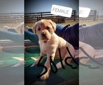 Small Photo #7 Labrador Retriever Puppy For Sale in WILLARD, WI, USA